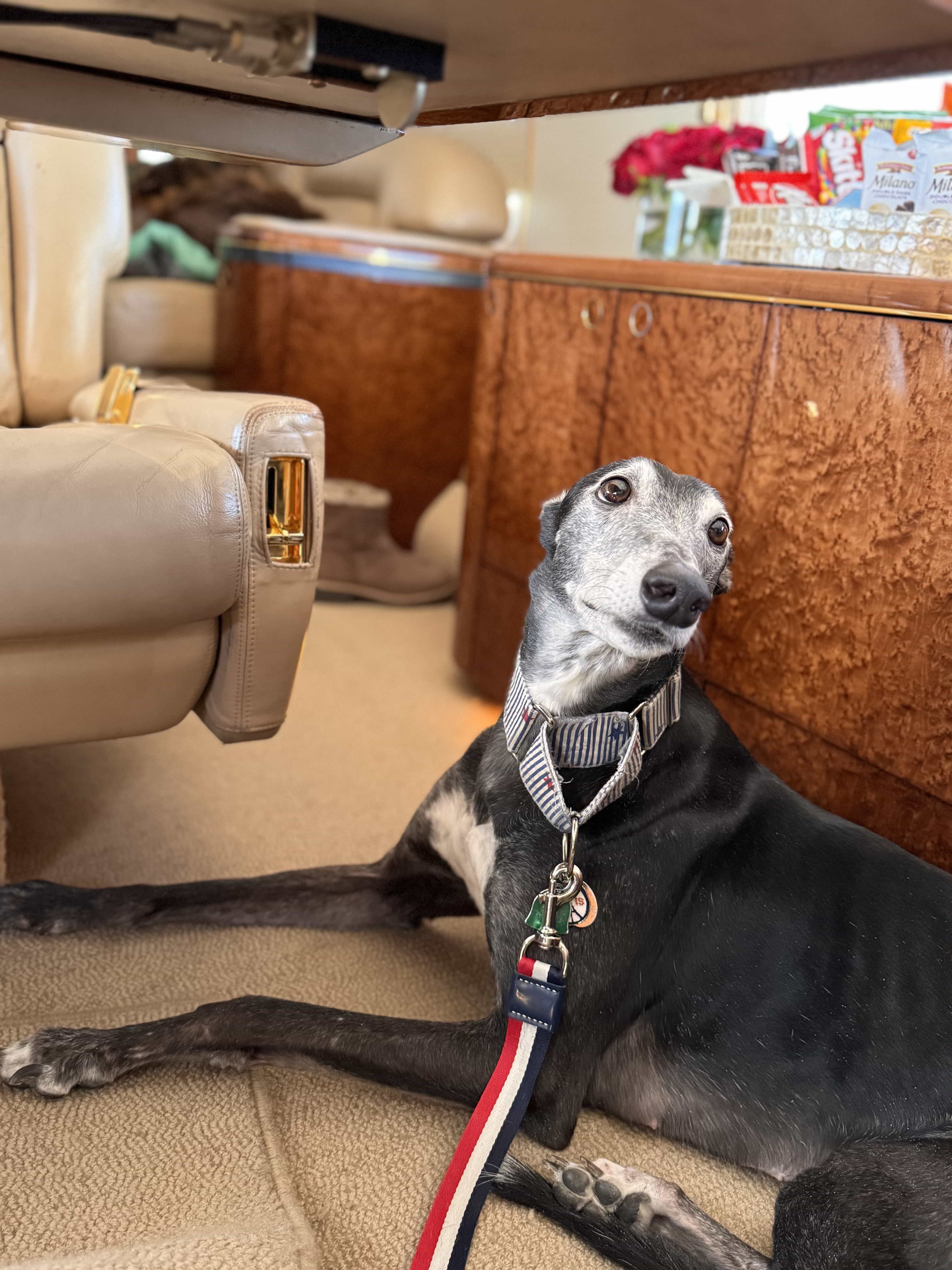 Comfortable pet seating area