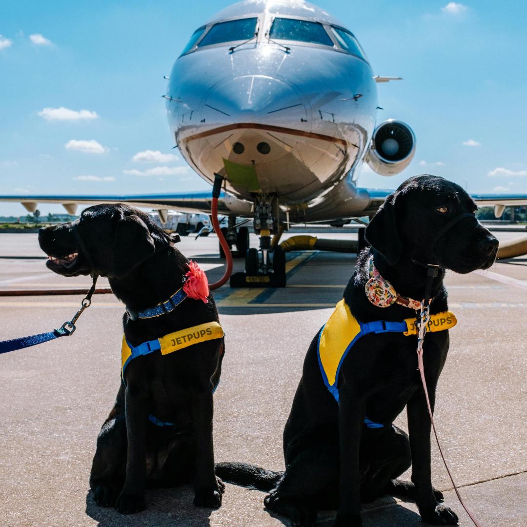 Happy dog ready for travel with JetPups
